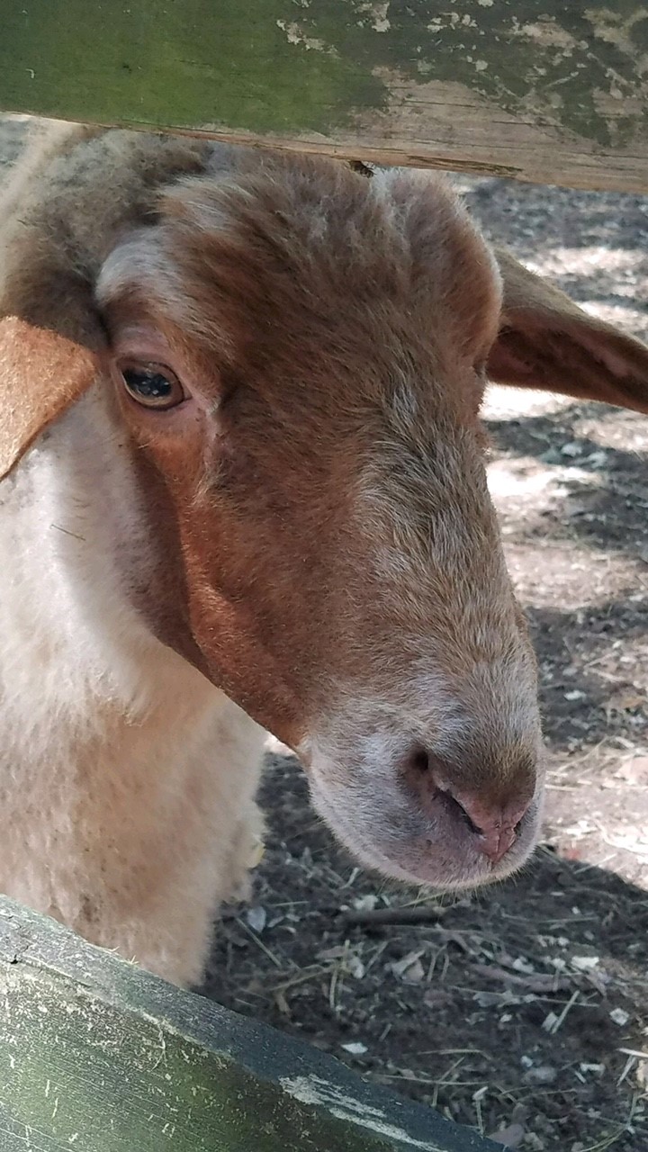 Brookgreen's Blue Ribbon Tunis Sheep Brookgreen